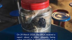 工地员工虐猫事件 受虐小猫